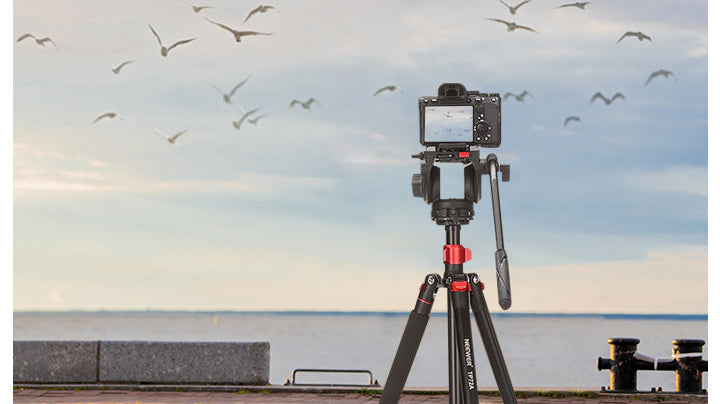 Best Monopods for Bird Photography