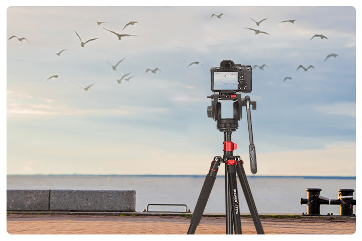 Best Monopods for Bird Photography